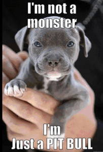FB baby pitbull