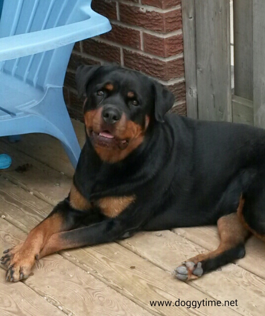 FB TA TWT dailydoggysmile hope