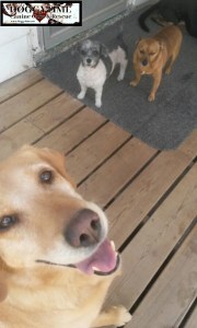 13275731_10156937995240203_1749538167_n