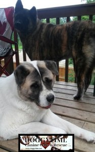 14088989_10157315561950203_840298386_n