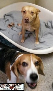 15941609_10158021947055203_431948908_n