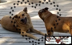 41952293_245915712742232_6816213450662871040_n