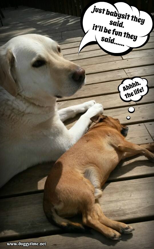 bundle babysitting carl may 2016