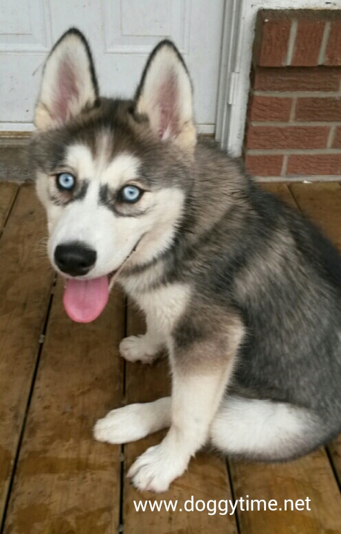 FB D OHDP TWT DDSmile Damon