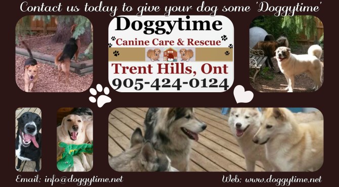 FB Doggytime ad oct 2016