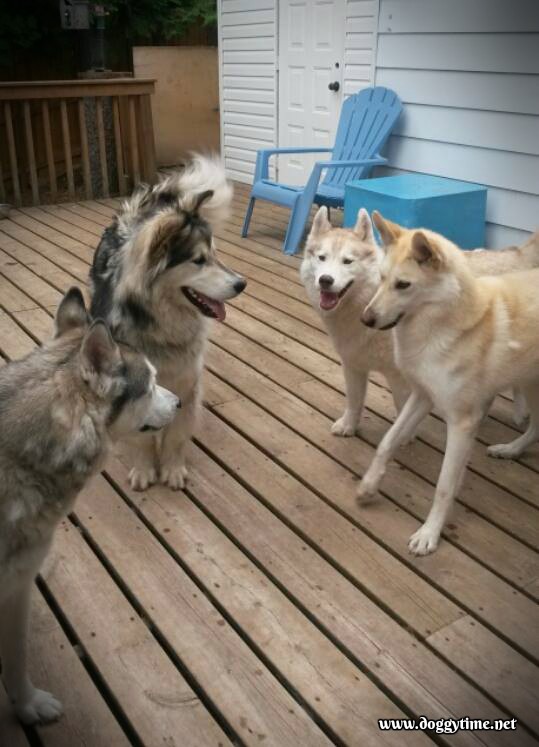 frank molly asher scarlet sum 2016