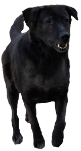 my claire transparent jan 2019