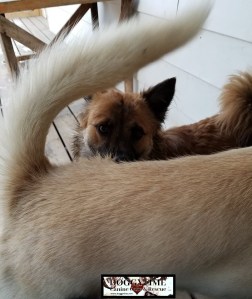 smr 48242382_337629460400566_347327043085533184_n