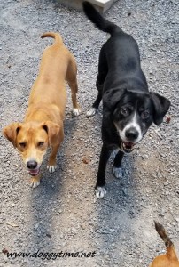 Vince and Freedom july 2018