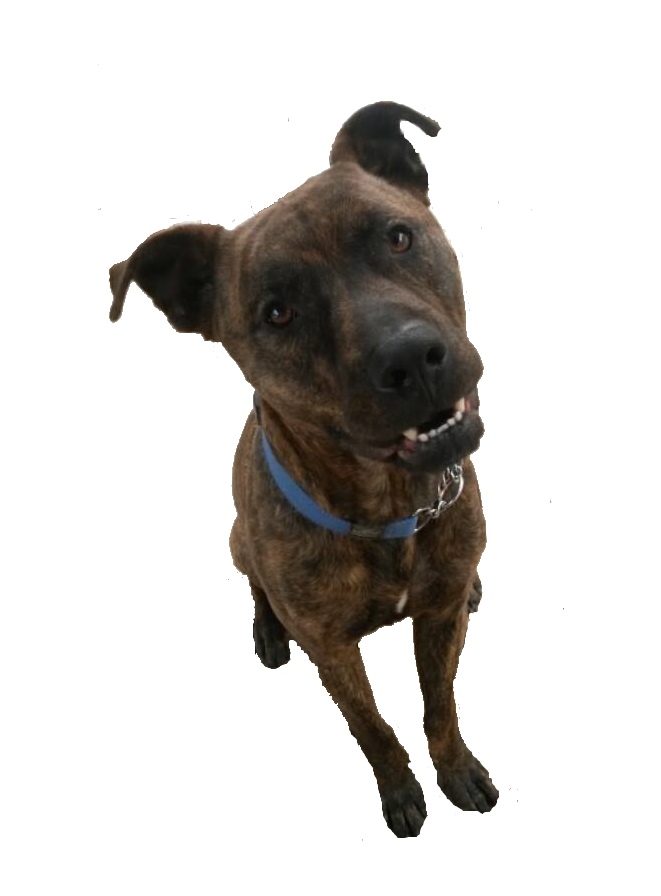 my crash transparent